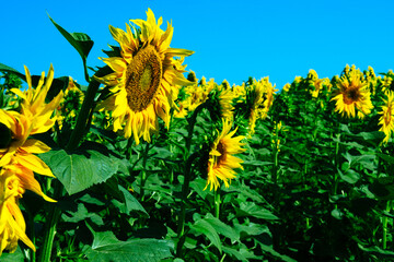 Early summer morning over the sunflower field against the blue sky. Background blurred