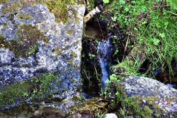 Strumyk górski  © merko