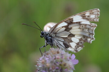 Fototapeta na wymiar Schmetterling auf Nektarsuche