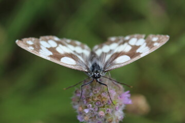 Schmetterling auf Blüte