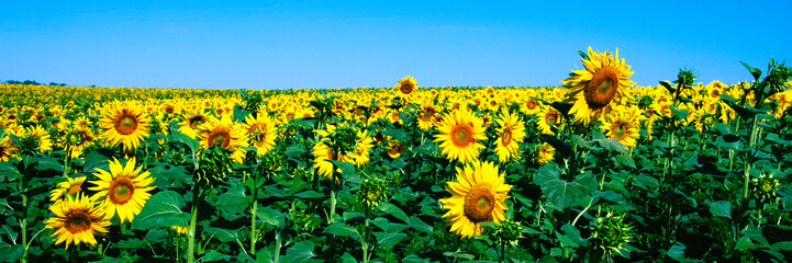 Wonderful panoramic view of the sunflower field in summer. Background blurred