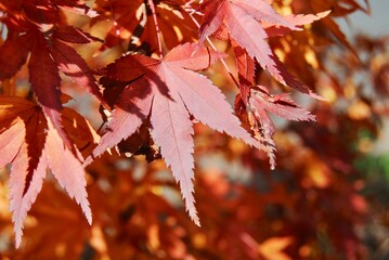 The colourful yellow, orange and red leaves in autumn