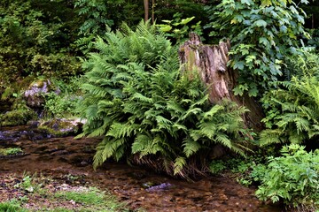 Strumyk górski  © merko