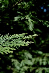 Fototapeta premium Green shrub trees in the garden