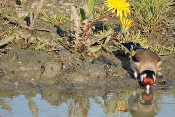 Naklejka premium Szczygieł (Carduelis carduelis)