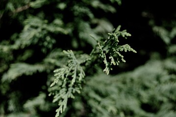 Green shrub trees in the garden