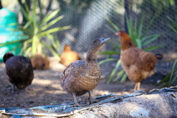 Ducks and chickens in poultry yard with yucca plants in the background