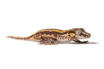 Brown striped gargoyle gecko isolated on a white background
