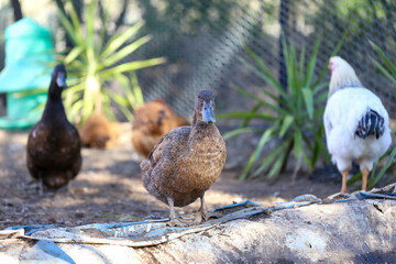 Ducks and chickens in poultry yard with yucca plants in the background