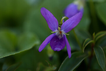 Pretty purple violet flower close up