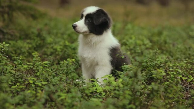 Cute Puppies of border collie sit on the grass in a beautiful forest