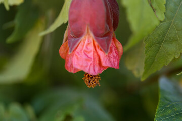 Abutilon Chinese Lantern flower. Close up macro garden photography.