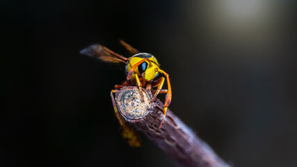 Black back mud-wasp is a common hornet in Southeast Asia. These hornets are poisonous in the bottom to be used to attack prey or invasive enemies.