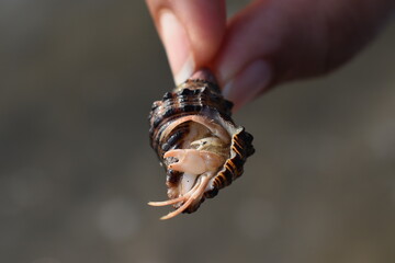 small crab at the beach