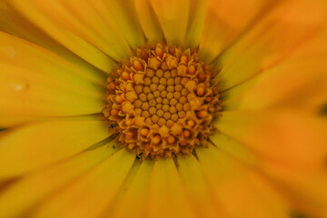 Vibrant orange marigold flowers close up