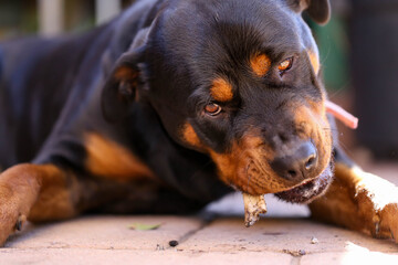 Beautiful rottweiler dog eating a bone, Close up of face with deep brown eyes. Family pet. 
