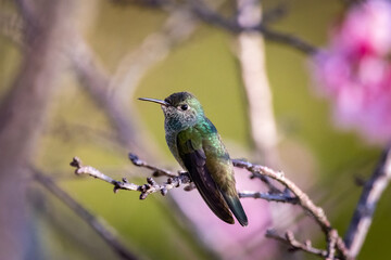 colibri