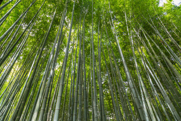 Obraz na płótnie Canvas Sagano Bamboo Forest