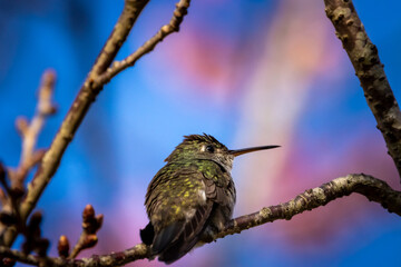 colibri