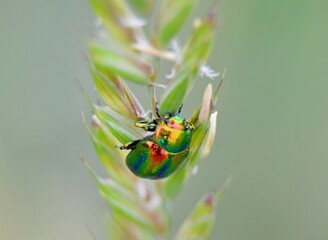 szkodnik © Krzysztof