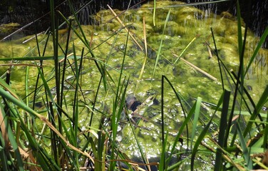 Im Froschteich