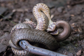 Smooth snake (Coronella austriaca)