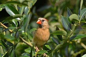 Female Northern Cardinal perched in a bush