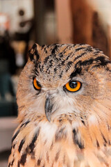 Close-up of large wild owl looking into camera with intense orange eyes. Detailed portrait of a european eagle-owl, bubo bubo, observing in nature at sunrise.