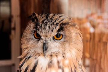 Close-up of large wild owl looking into camera with intense orange eyes. Detailed portrait of a...