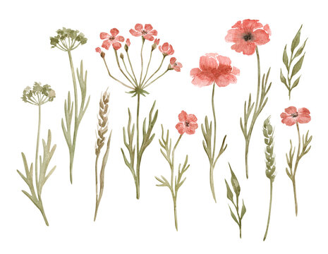 Watercolor set with meadow flowers, poppy, herbs. Watercolor botanical illustration isolated on white. Red summer flowers.