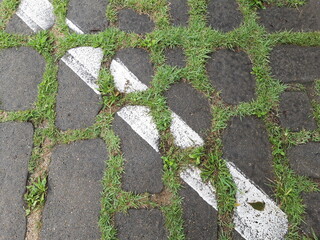 asphalt and grass and white paint texture 2