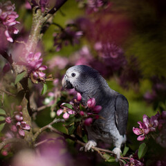 Timneh African Grey Parrot on the apple tree in spring garden
