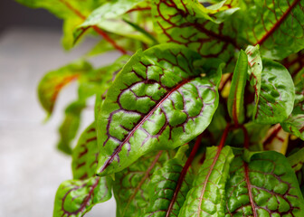 Organic colorful blood sorrel plant close up