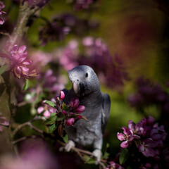 Timneh African Grey Parrot on the apple tree in spring garden