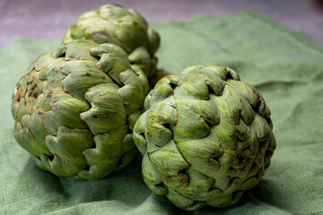 Obraz premium Big ripe uncooked green globe artichoks vegetables