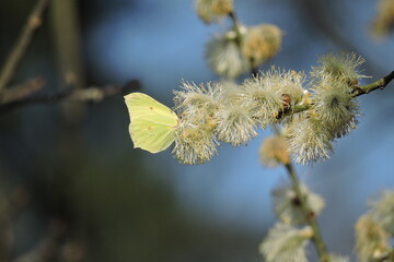 Latolistek cytrynek, listkowiec cytrynek (Gonepteryx rhamni)  © Iwona
