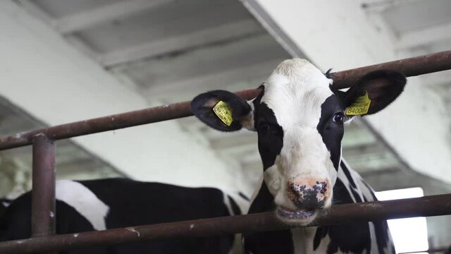 Portrait of a young cow who chews straw in a stall on a farm