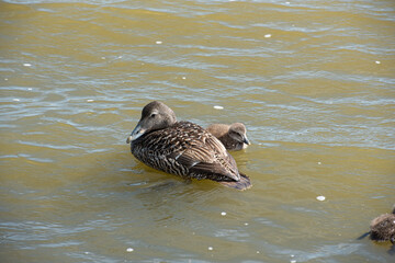 Iceland: the complete tour