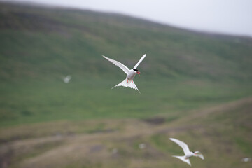 Iceland: the complete tour
