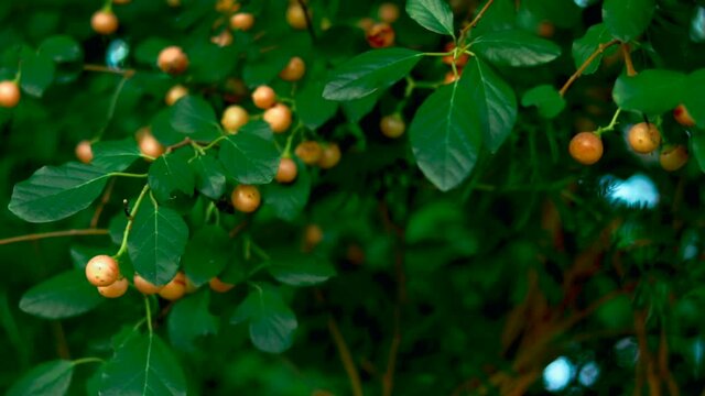 Cordia myxa Indian local and tropical fruit,Cordia myxa Wild Indian Fruit with reach healthy,lasoda plants, selective focus without noise,best fruit
