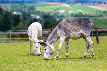 White and a grey donkey grazing on a meadow
