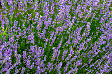 Fototapeta premium purple lavender on the green plain of the farmer on a beautiful summer day