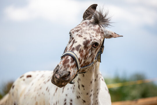 Portrait of a Danish Knabstrupper horse at a meadow