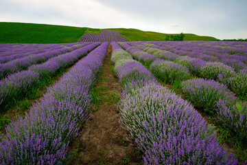 Fototapeta na wymiar purple lavender on the green plain of the farmer on a beautiful summer day
