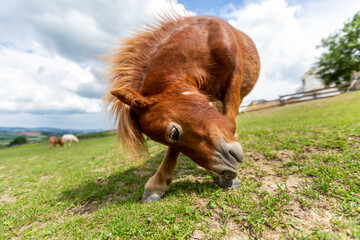 Mini pony is grazing on a green meadow
