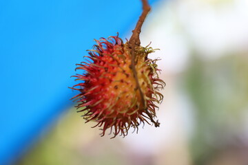 close up of a fruit