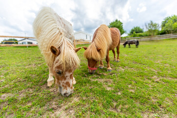 Naklejka na ściany i meble Mini pony is grazing on a green meadow