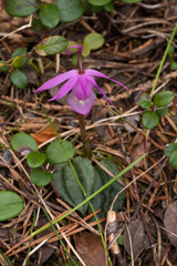 Beautiful pink Fairy slipper, Calypso bulbosa with a leaf blooming in an old taiga forest, Northern Europe.