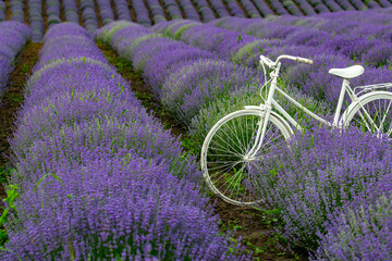 white bicycle in purple lavender on the farmer's plain