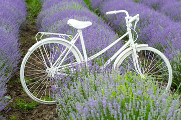 Fototapeta na wymiar white bicycle in purple lavender on the farmer's plain